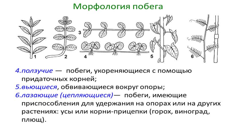 Размножение и оплодотворение растений. Вегетативное размножение