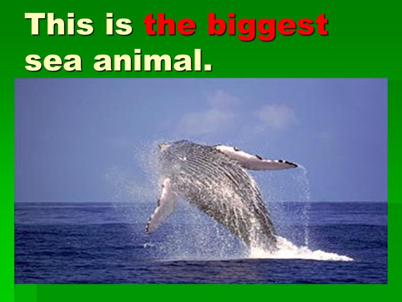 This is the biggest sea animal