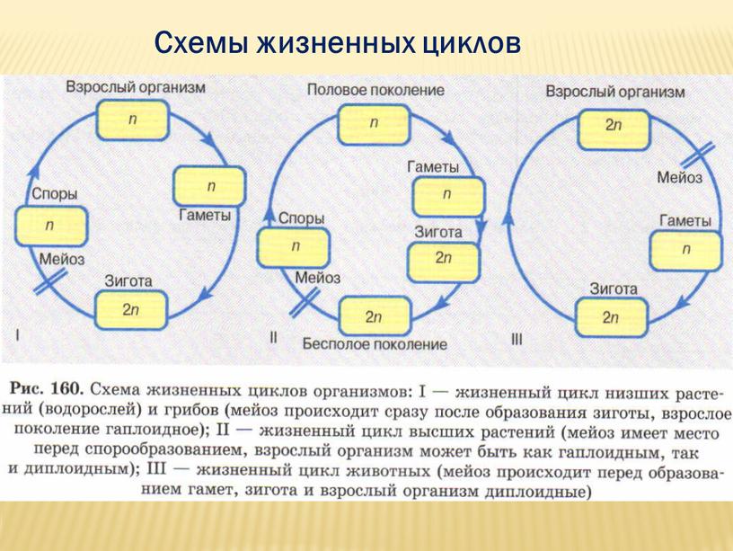 Схемы жизненных циклов