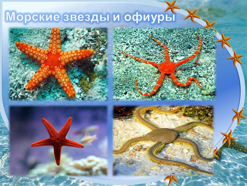 Морские звезды и офиуры