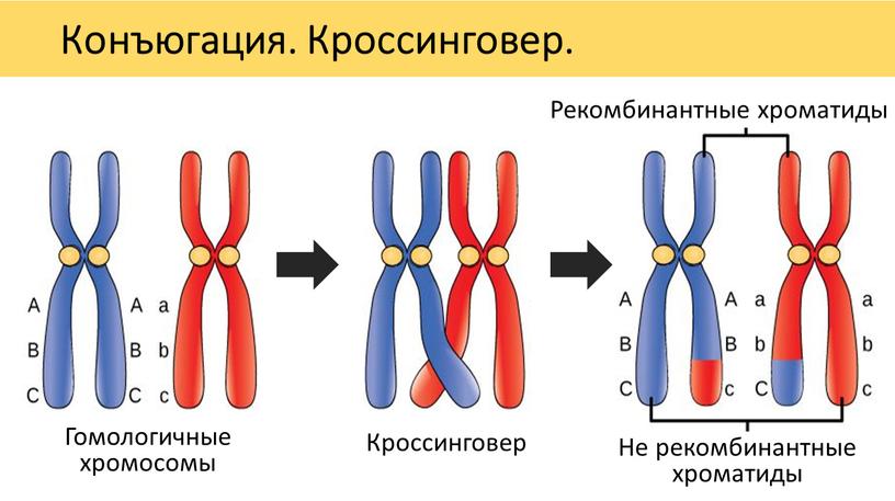 Конъюгация. Кроссинговер. Гомологичные хромосомы