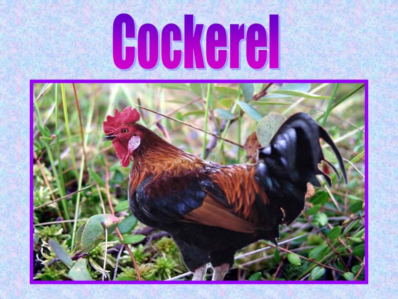 Cockerel