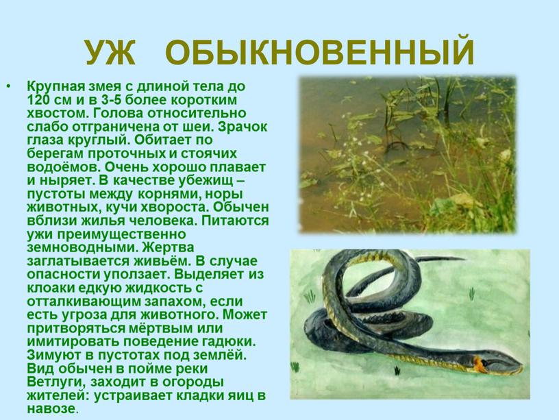 УЖ ОБЫКНОВЕННЫЙ Крупная змея с длиной тела до 120 см и в 3-5 более коротким хвостом