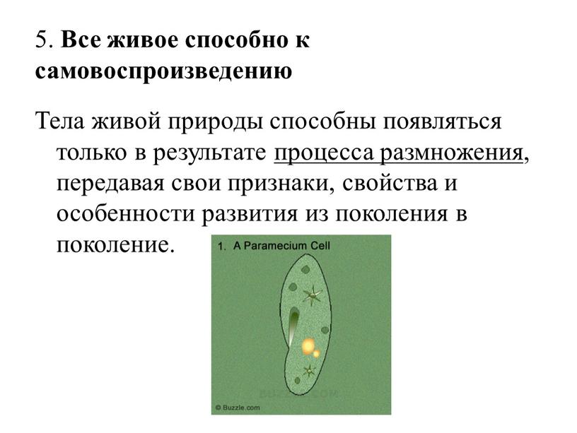 Все живое способно к самовоспроизведению