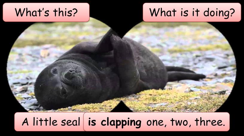 What’s this? A little seal What is it doing? is clapping one, two, three