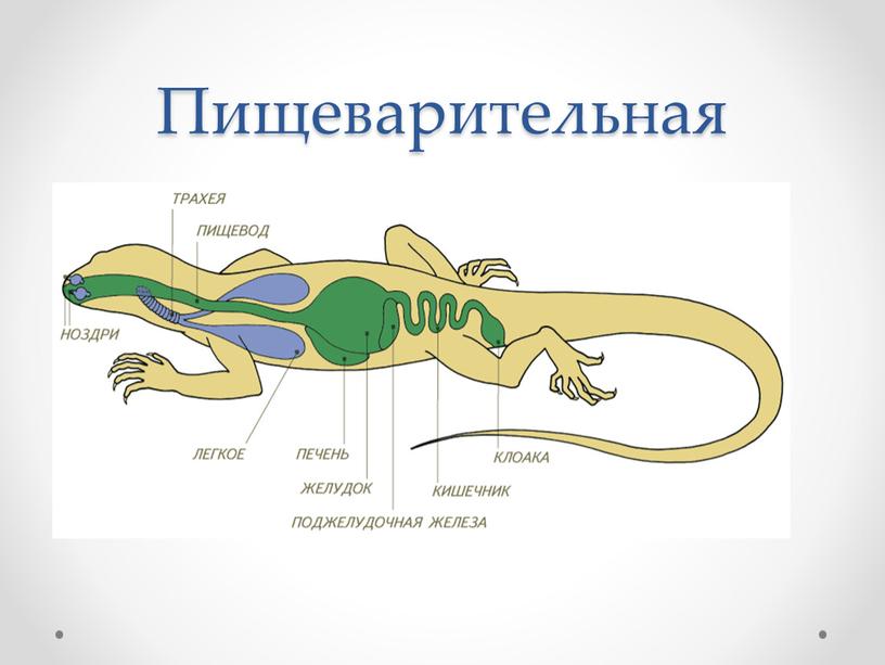 Пищеварительная