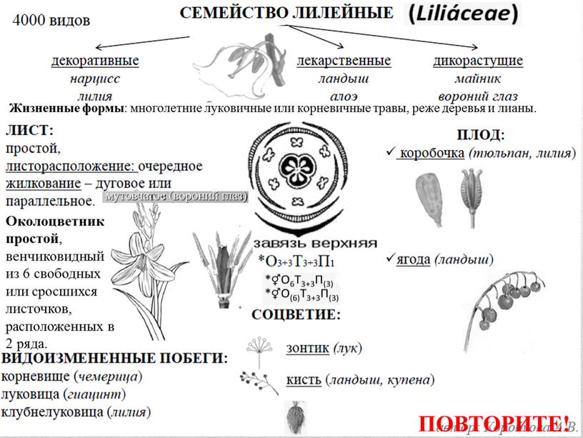 Околоцветник простой , венчиковидный из 6 свободных или сросшихся листочков, расположенных в 2 ряда