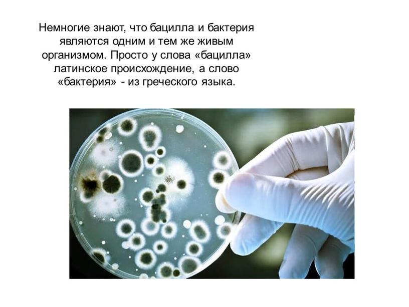 Немногие знают, что бацилла и бактерия являются одним и тем же живым организмом