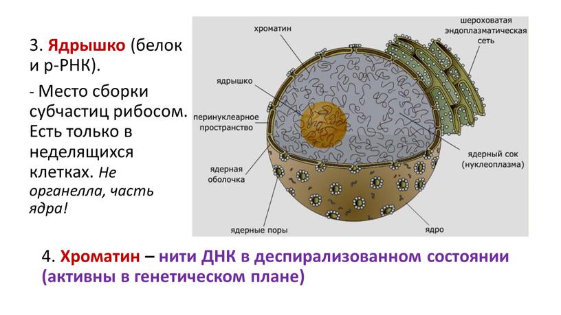 Ядрышко (белок и р-РНК). - Место сборки субчастиц рибосом