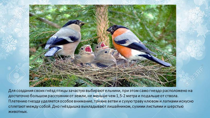 Для создания своих гнёзд птицы зачастую выбирают ельники, при этом само гнездо расположено на достаточно большом расстоянии от земли, не меньше чем 1,5-2 метра и…