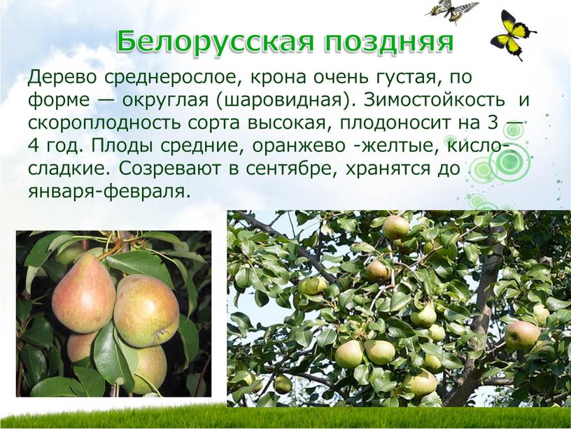 Белорусская поздняя Дерево среднерослое, крона очень густая, по форме — округлая (шаровидная)