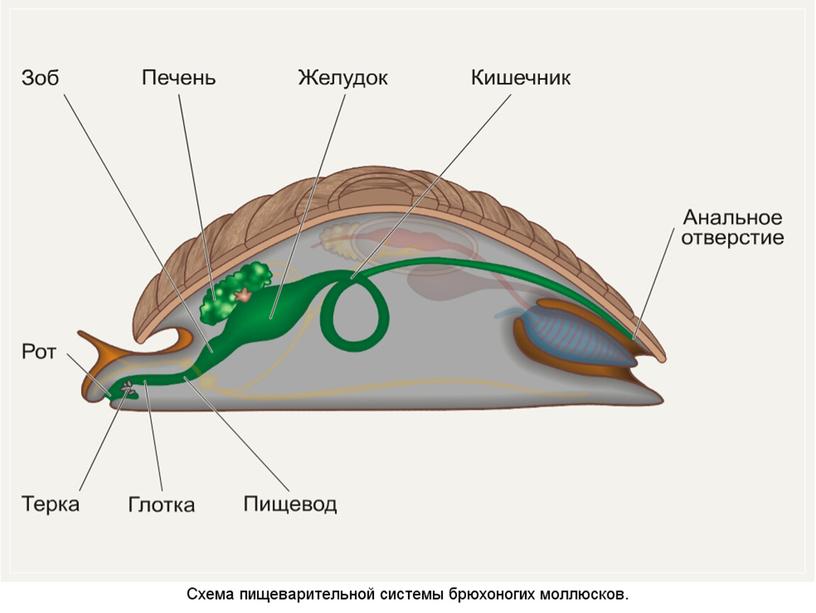 Презентация по теме "Моллюски"