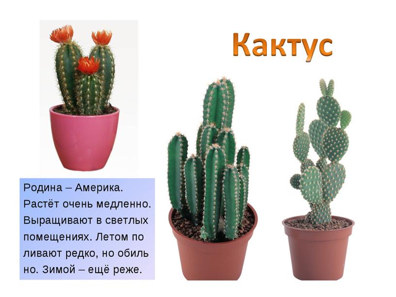 Кактус