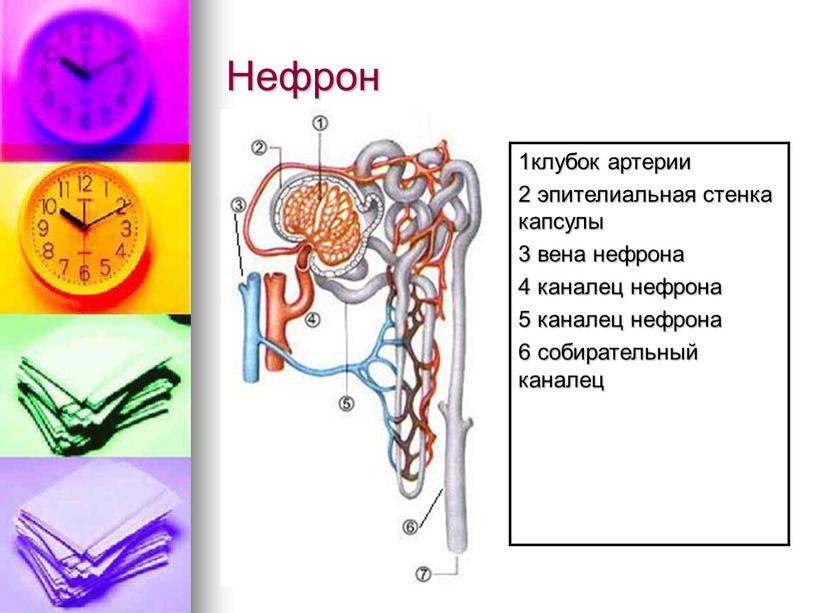Нефрон 1клубок артерии 2 эпителиальная стенка капсулы 3 вена нефрона 4 каналец нефрона 5 каналец нефрона 6 собирательный каналец