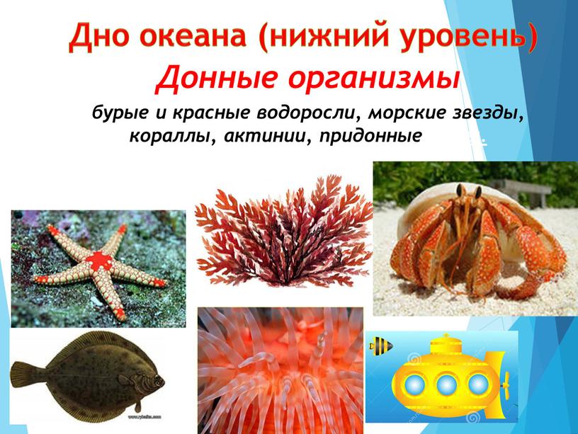 Донные организмы бурые и красные водоросли, морские звезды, кораллы, актинии, придонные рыбы