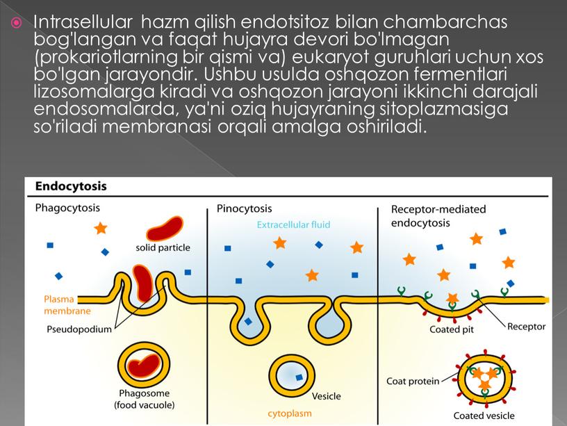 Intrasellular hazm qilish endotsitoz bilan chambarchas bog'langan va faqat hujayra devori bo'lmagan (prokariotlarning bir qismi va) eukaryot guruhlari uchun xos bo'lgan jarayondir