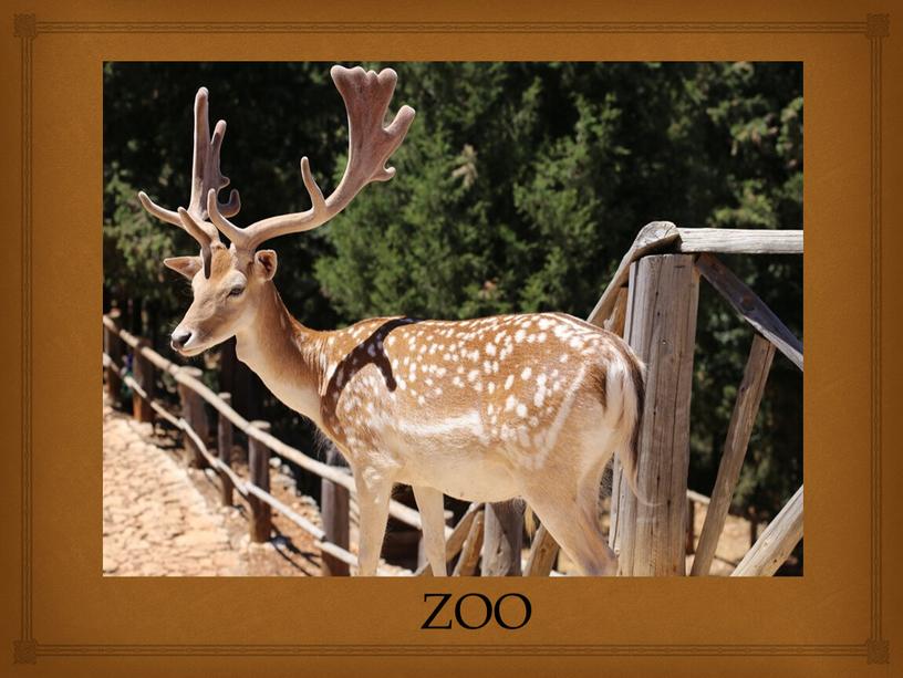 ZOO