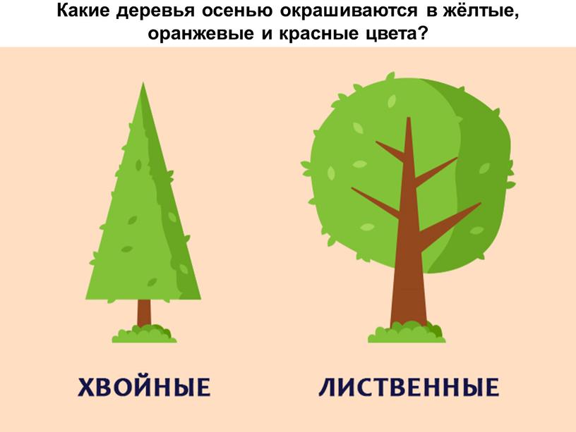 Какие деревья осенью окрашиваются в жёлтые, оранжевые и красные цвета?