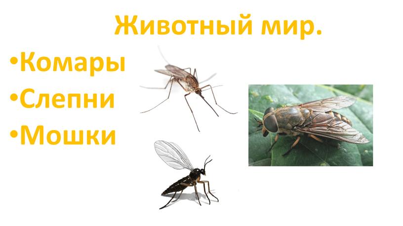 Животный мир. Комары Слепни Мошки