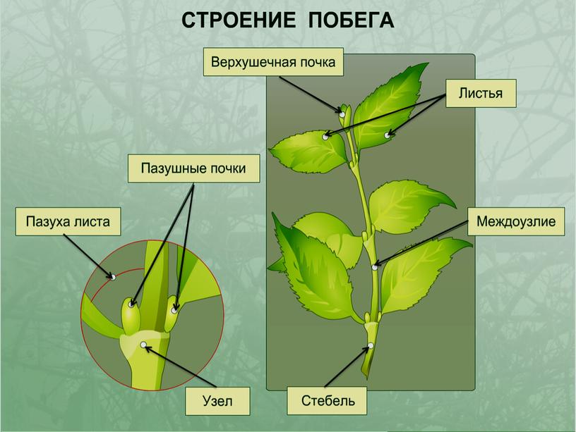 Строение побега