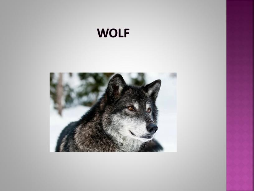 wolf