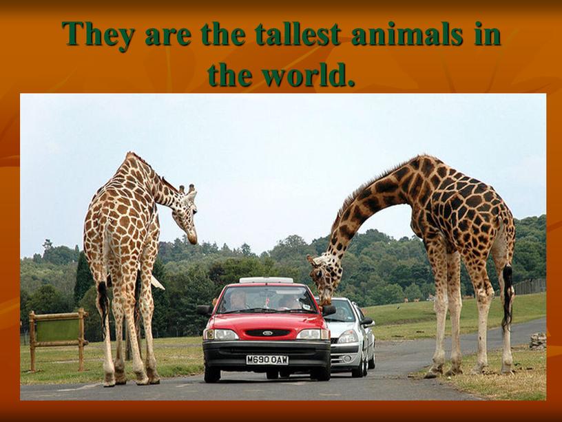 They are the tallest animals in the world