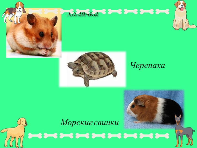 Хомячки Черепаха Морские свинки