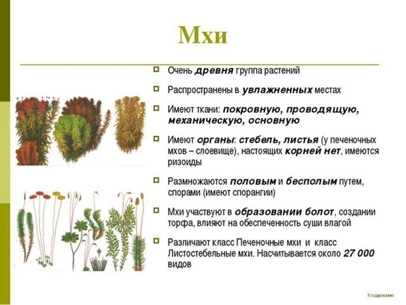 Высшие споровые растения