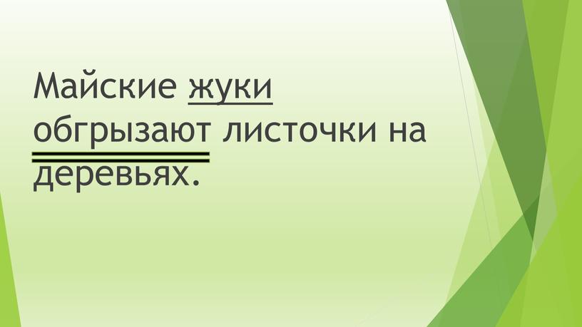 Майские жуки обгрызают листочки на деревьях