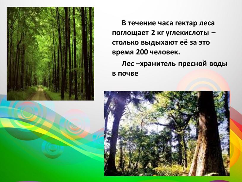 В течение часа гектар леса поглощает 2 кг углекислоты – столько выдыхают её за это время 200 человек