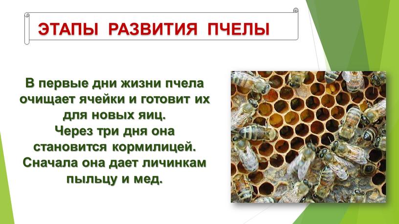 ЭТАПЫ РАЗВИТИЯ ПЧЕЛЫ В первые дни жизни пчела очищает ячейки и готовит их для новых яиц