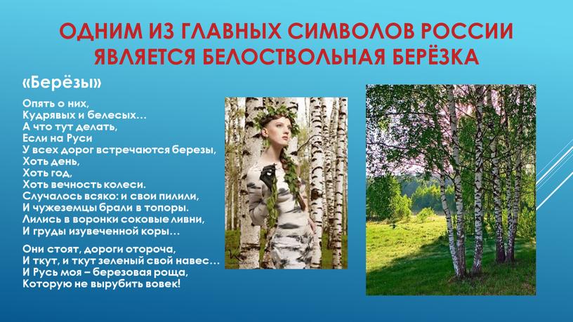 Одним из главных символов России является белоствольная берёзка «Берёзы»