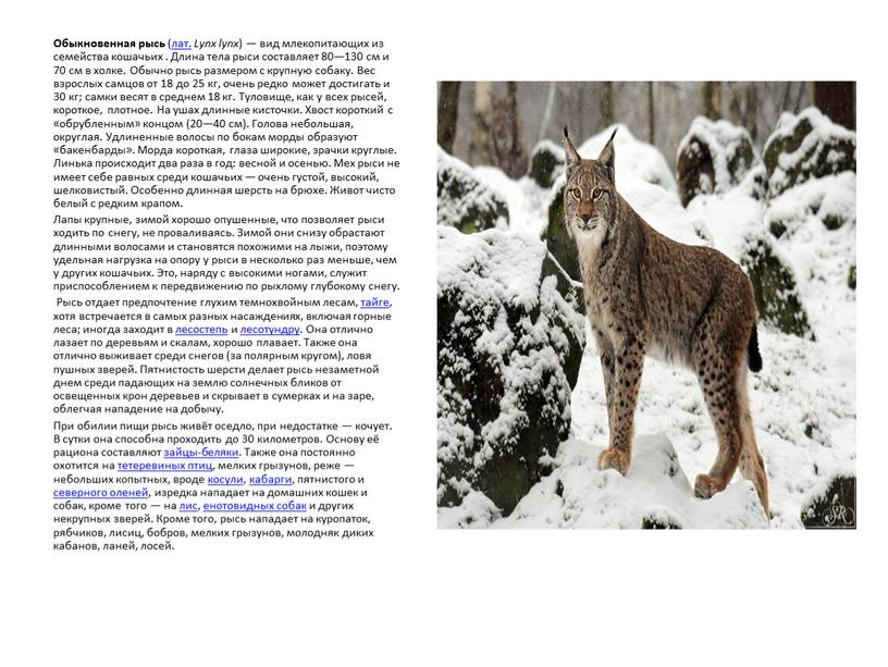 Обыкновенная рысь (лат. Lynx lynx ) — вид млекопитающих из семейства кошачьих