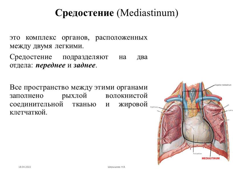 Средостение (Mediastinum) это комплекс органов, расположенных между двумя легкими