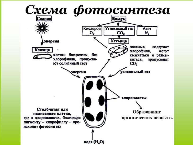 Схема фотосинтеза Образование органических веществ