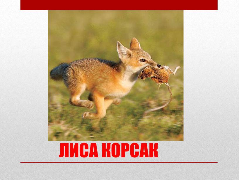 ЛИСА КОРСАК