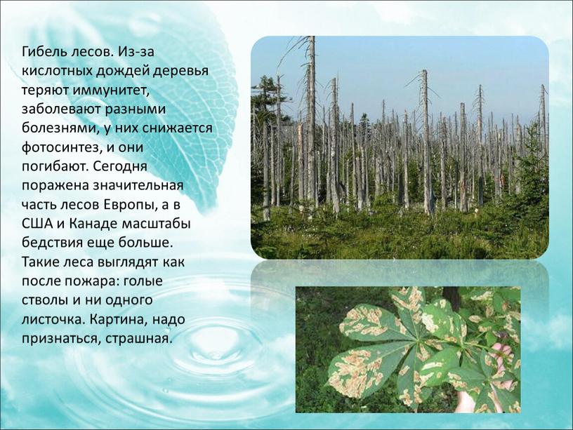 Гибель лесов. Из-за кислотных дождей деревья теряют иммунитет, заболевают разными болезнями, у них снижается фотосинтез, и они погибают