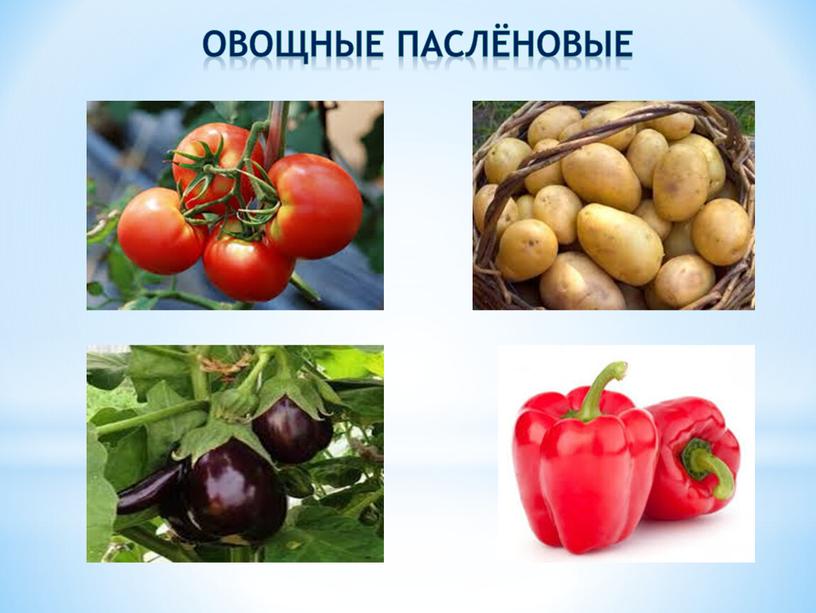 Овощные паслёновые