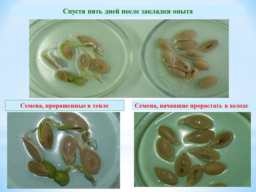 Семена, проращенные в тепле Семена, начавшие прорастать в холоде