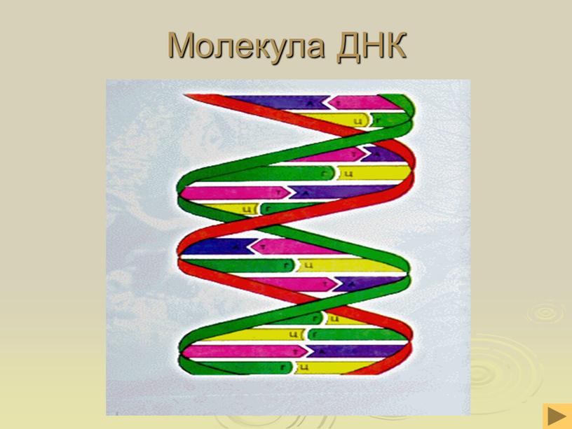 Молекула ДНК