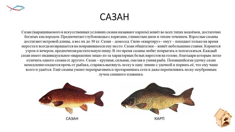 САЗАН Сазан (выращиваемого в искусственных условиях сазана называют карпом) живёт во всех типах водоёмов, достаточно богатых кислородом