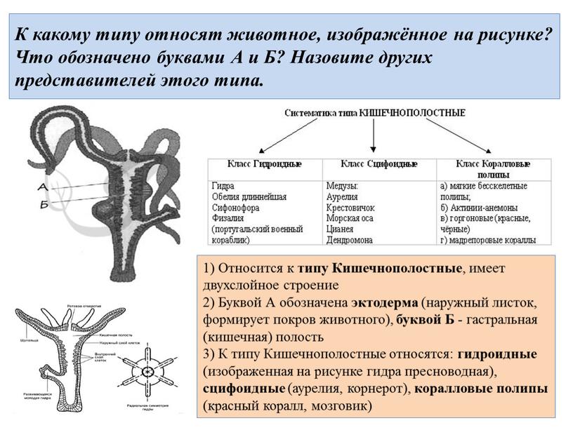 К какому типу относят животных. К какому типу относится животное изображенное на рисунке. К какому типу относят животное, изображённое на рисунке?. К какому типу относят. К какому типу относят животных изображенных на рисунке.