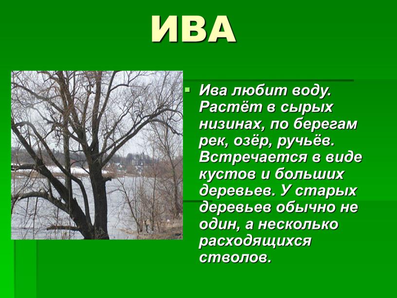 ИВА Ива любит воду. Растёт в сырых низинах, по берегам рек, озёр, ручьёв