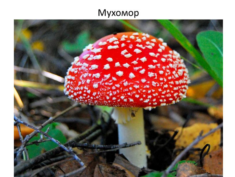 Мухомор