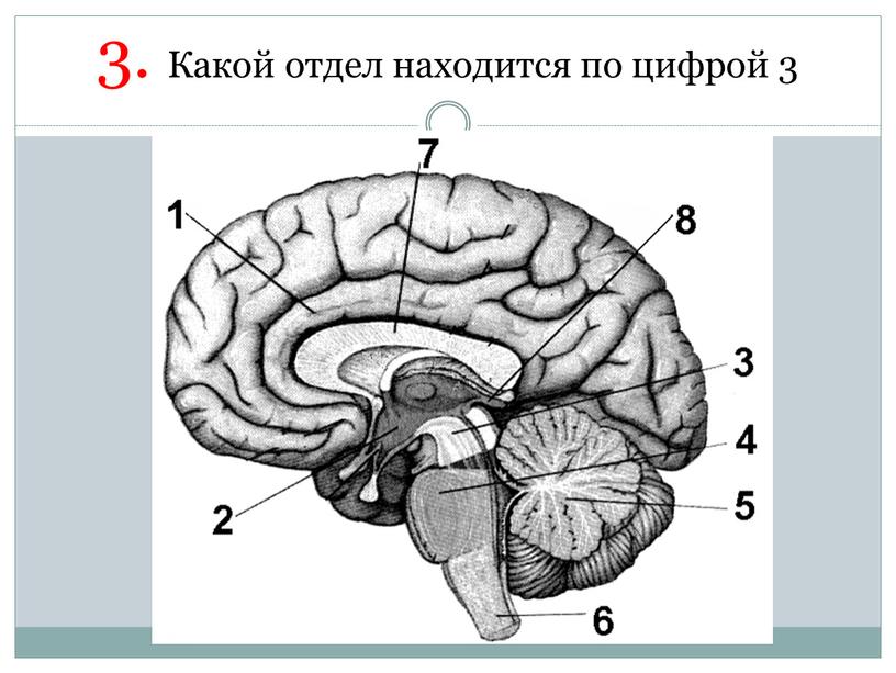 Какой отдел находится по цифрой 3