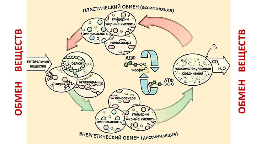 ОБМЕН ВЕЩЕСТВ ОБМЕН ВЕЩЕСТВ