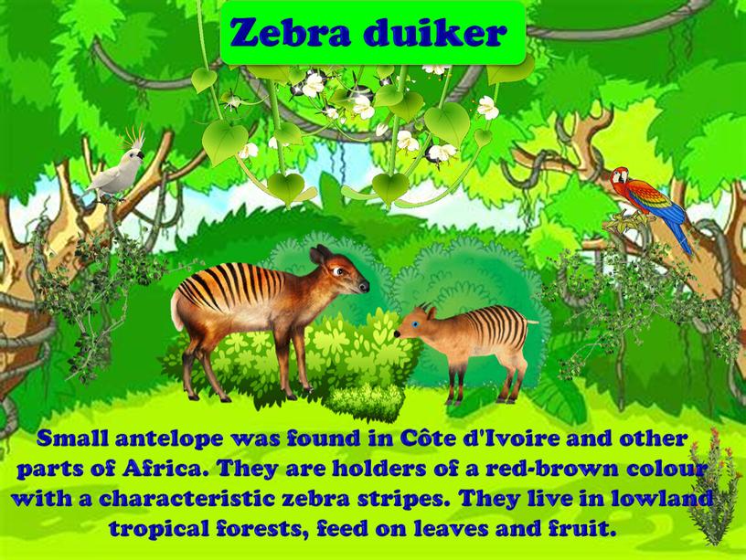 Zebra duiker Small antelope was found in