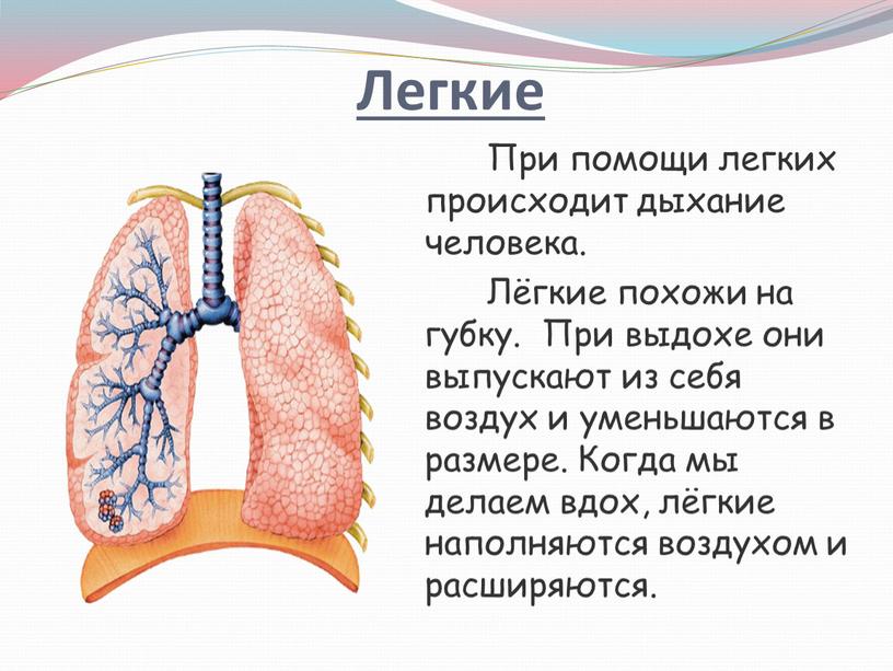 При помощи легких происходит дыхание человека