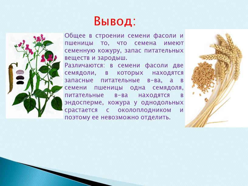 Общее в строении семени фасоли и пшеницы то, что семена имеют семенную кожуру, запас питательных веществ и зародыш