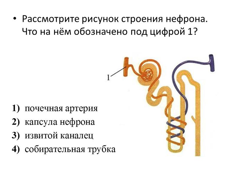 Рассмотрите рисунок строения нефрона